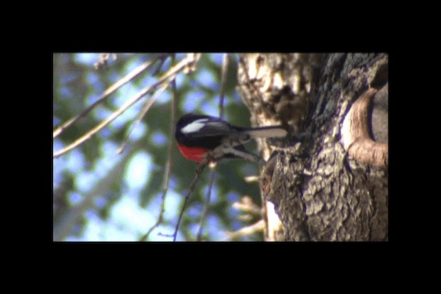 Rotbrust-Waldsänger - ML201692261