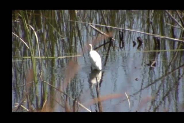 Little Egret (Western) - ML201692291