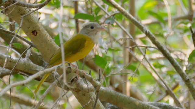 Tangara Cabecigrís (grupo penicillata) - ML201692321