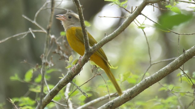 Gray-headed Tanager (Gray-headed) - ML201692331