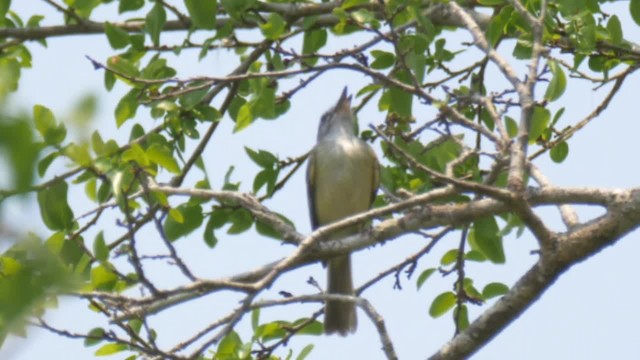 Plain Tyrannulet - ML201692351