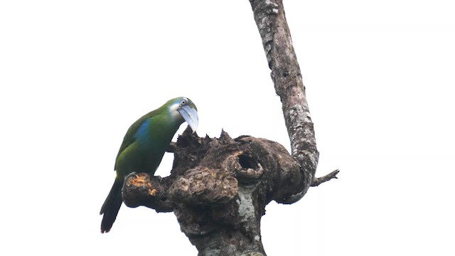 Blue-banded Toucanet - ML201692411