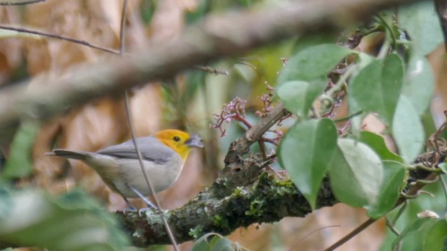 Orange-headed Tanager - ML201692421