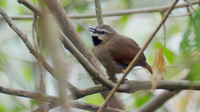 Ochre-cheeked Spinetail - ML201692431
