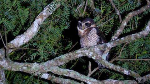 Band-bellied Owl - Pulsatrix melanota - Media Search