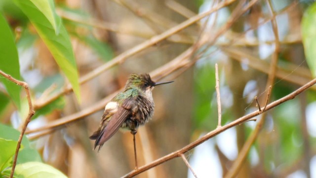 Butterfly Coquette - ML201692461