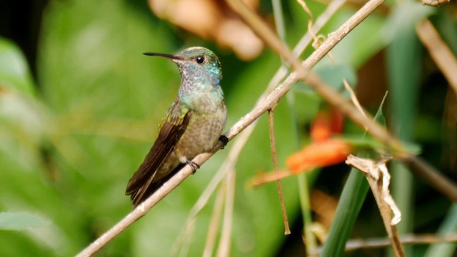 kolibřík pestrý [skupina versicolor] - ML201692471
