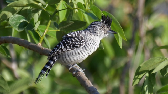 Barred Antshrike (Barred) - ML201692481