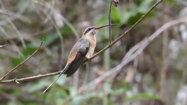 Planalto Hermit - ML201692501