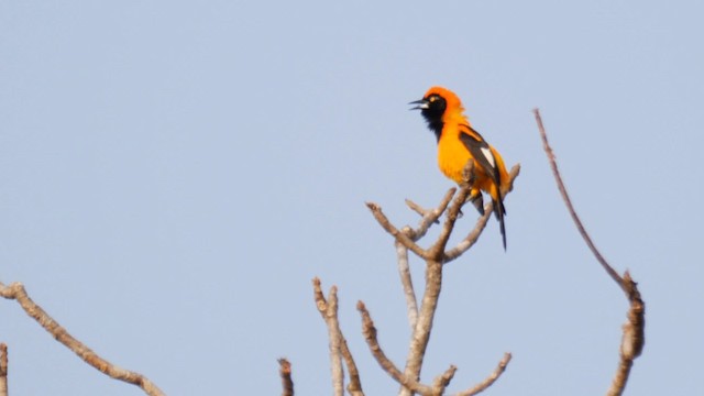 Orange-backed Troupial - ML201692511