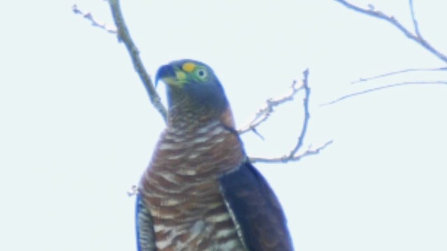 hákozobec neotropický (ssp. uncinatus) - ML201692551