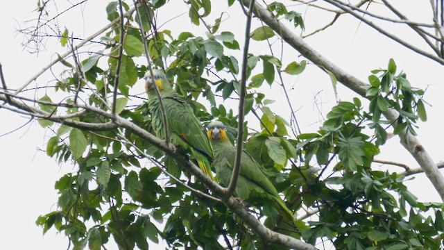 Amazona Alinaranja - ML201692591