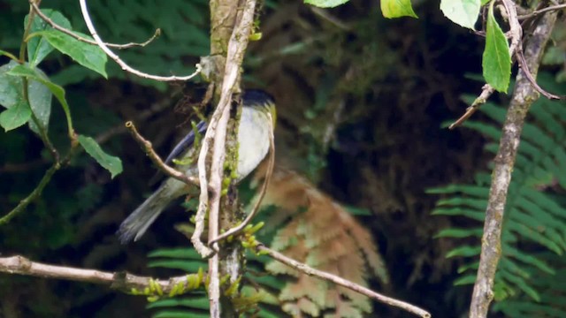 Barred Becard - ML201692661