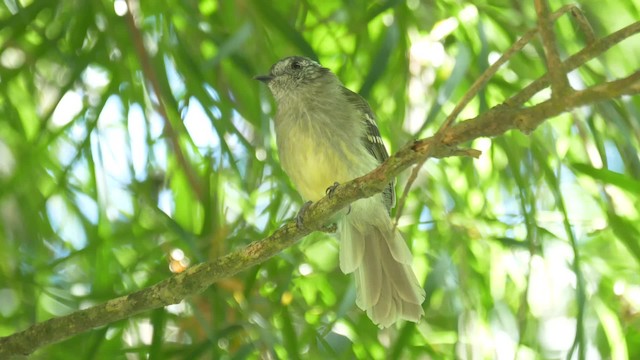 Slaty-capped Flycatcher - ML201692681