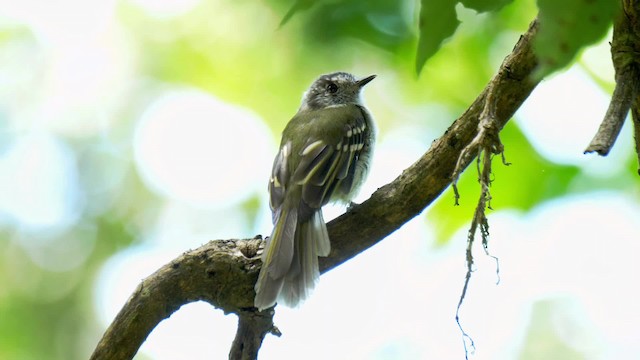 Slaty-capped Flycatcher - ML201692691