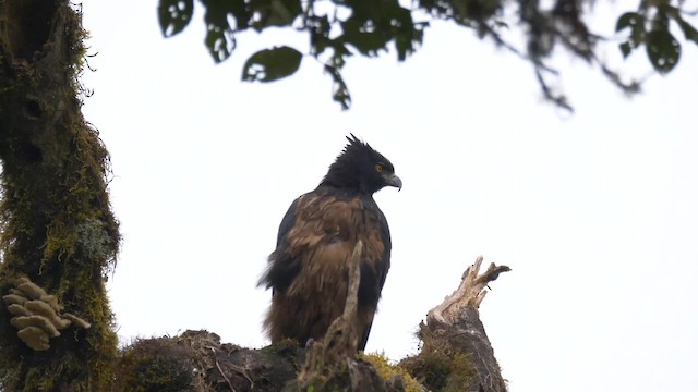 アカクロクマタカ - ML201692711