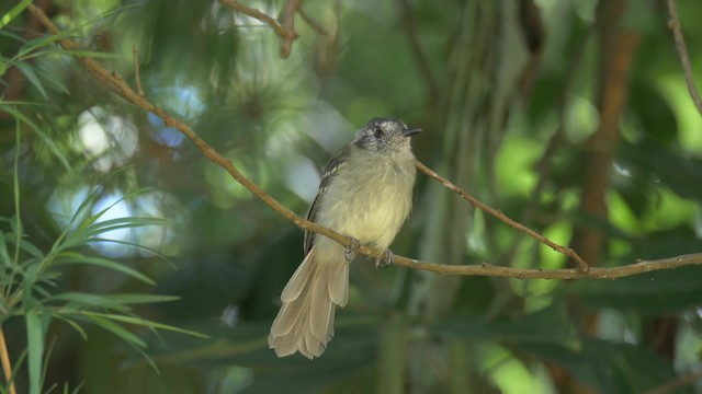 Slaty-capped Flycatcher - ML201692741