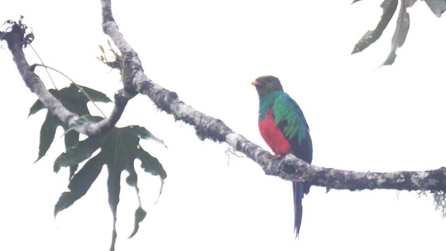 キンガシラカザリキヌバネドリ - eBird