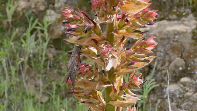 Colibrí de Cochabamba - ML201692781