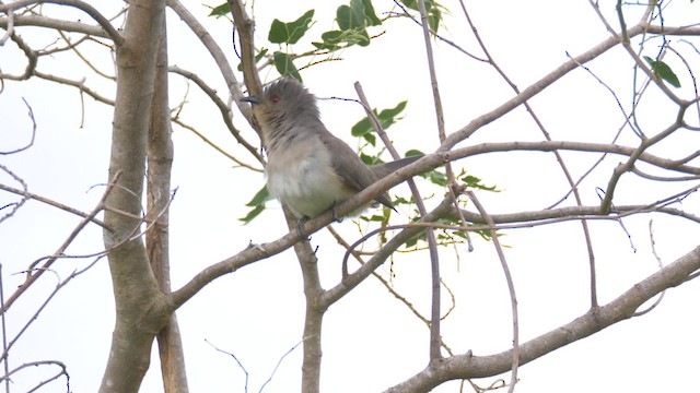 Ash-colored Cuckoo - ML201692791