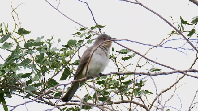 Ash-colored Cuckoo - ML201692801