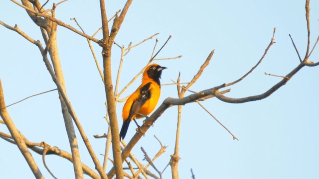 Orange-backed Troupial - ML201692811