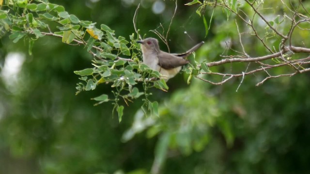 Ash-colored Cuckoo - ML201692831