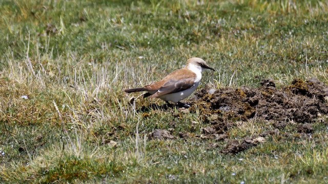 White-bellied Cinclodes - ML201692861