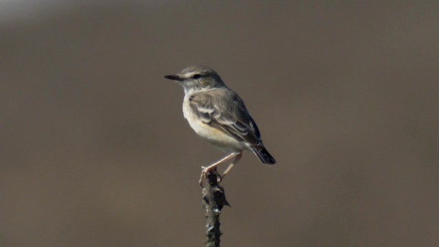 Short-tailed Field Tyrant - ML201692871