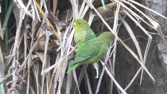 Andean Parakeet - ML201692881