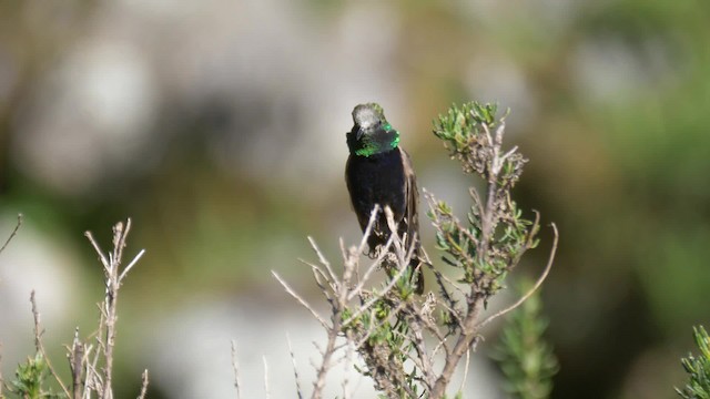 Colibrí Pechinegro - ML201692901