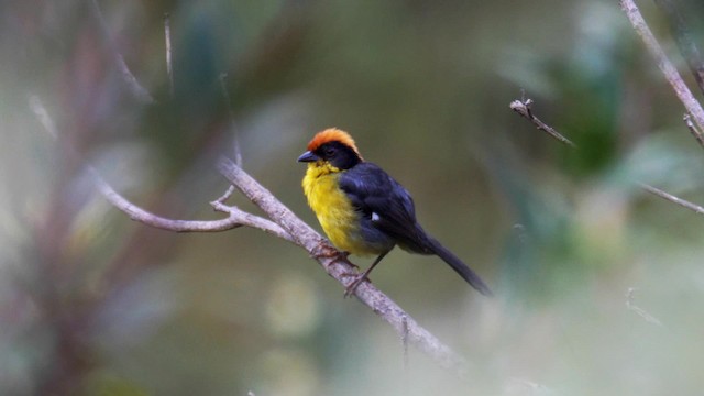 Atlapetes Pechiamarillo (grupo latinuchus) - ML201692921