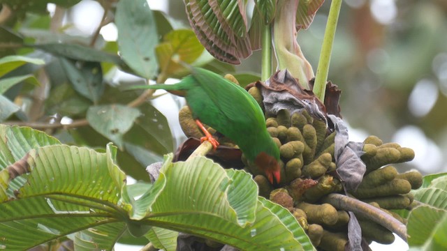 Grass-green Tanager - ML201692931