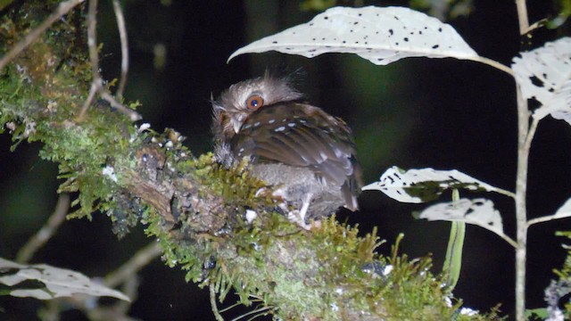 Long-whiskered Owlet - ML201692941