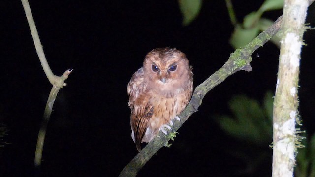 Cinnamon Screech-Owl - ML201692951