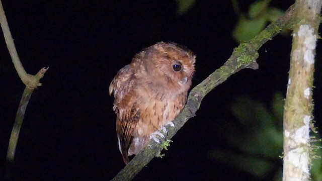 Cinnamon Screech-Owl - ML201692961