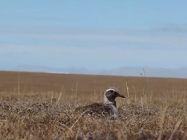 Black-bellied Plover - ML201693051