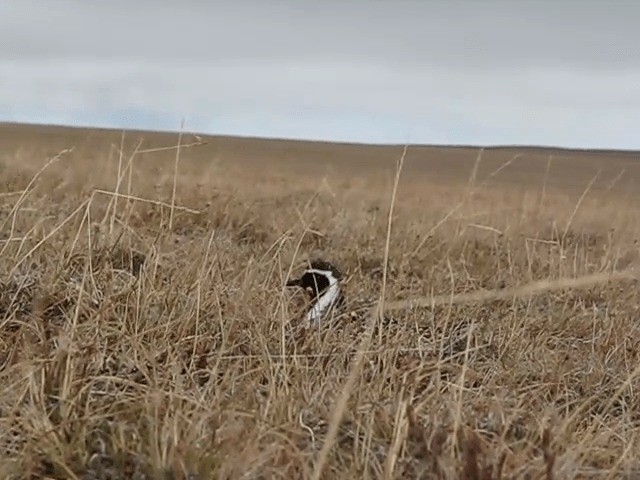 Pacific Golden-Plover - ML201693091