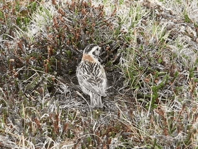 Lapland Longspur - ML201693111