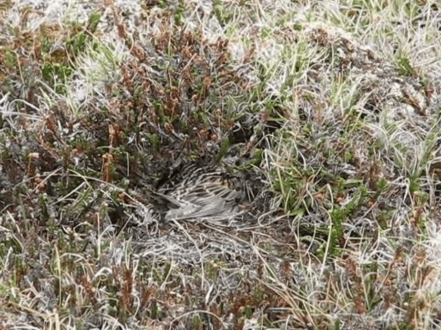 Lapland Longspur - ML201693121