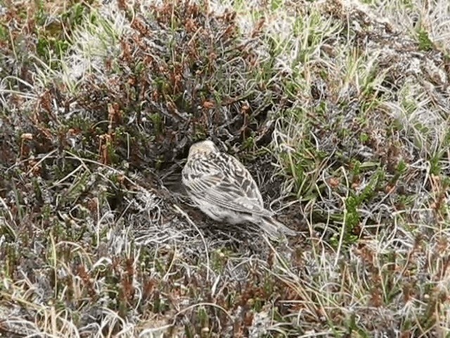 Lapland Longspur - ML201693131