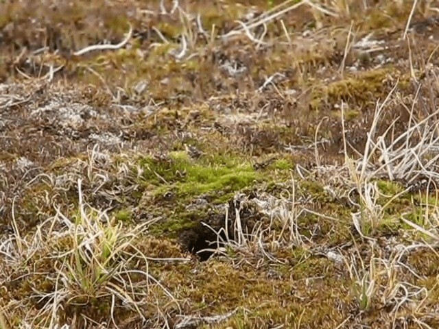 Lapland Longspur - ML201693141