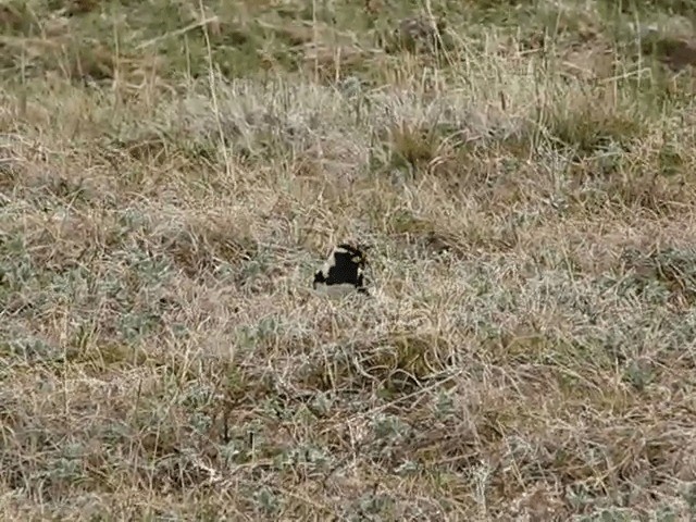 Lapland Longspur - ML201693151