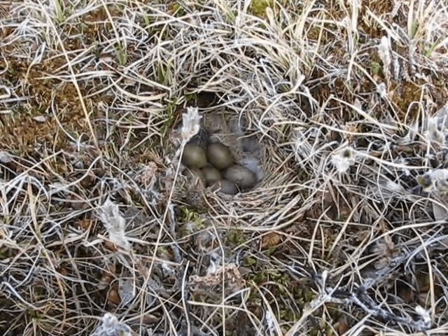 Lapland Longspur - ML201693201