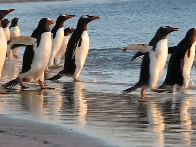 tučňák oslí - ML201693291