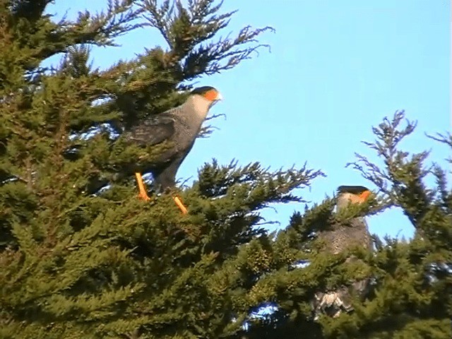 Crested Caracara (Southern) - ML201693311