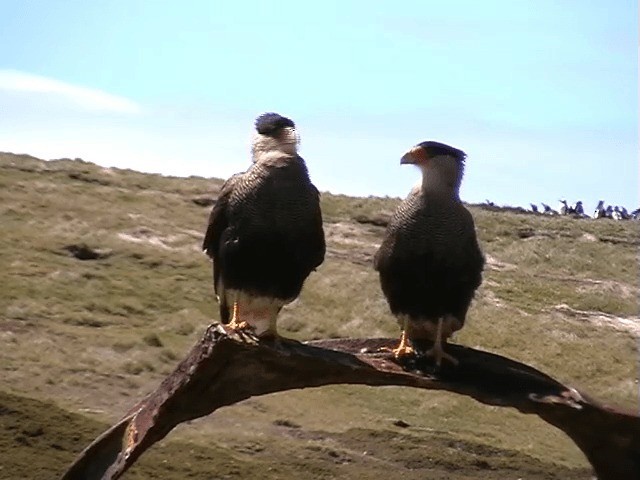 Crested Caracara (Southern) - ML201693321