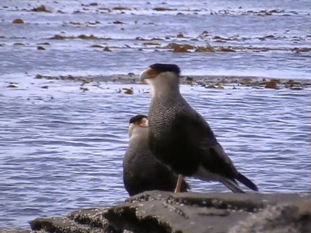 Crested Caracara (Southern) - ML201693331