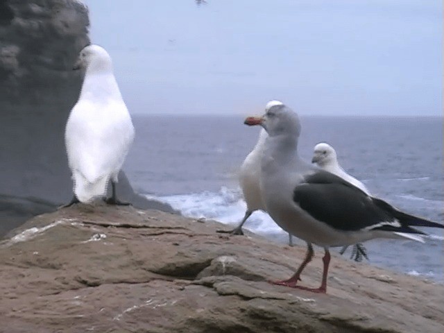 Dolphin Gull - ML201693481