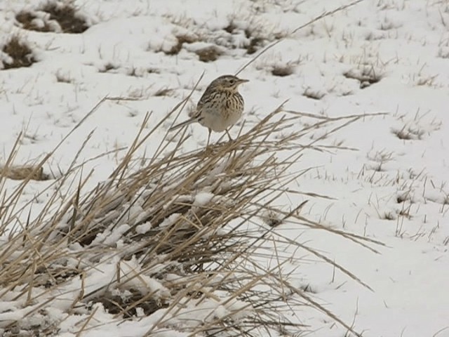 Correndera Pipit (Falklands) - ML201693541